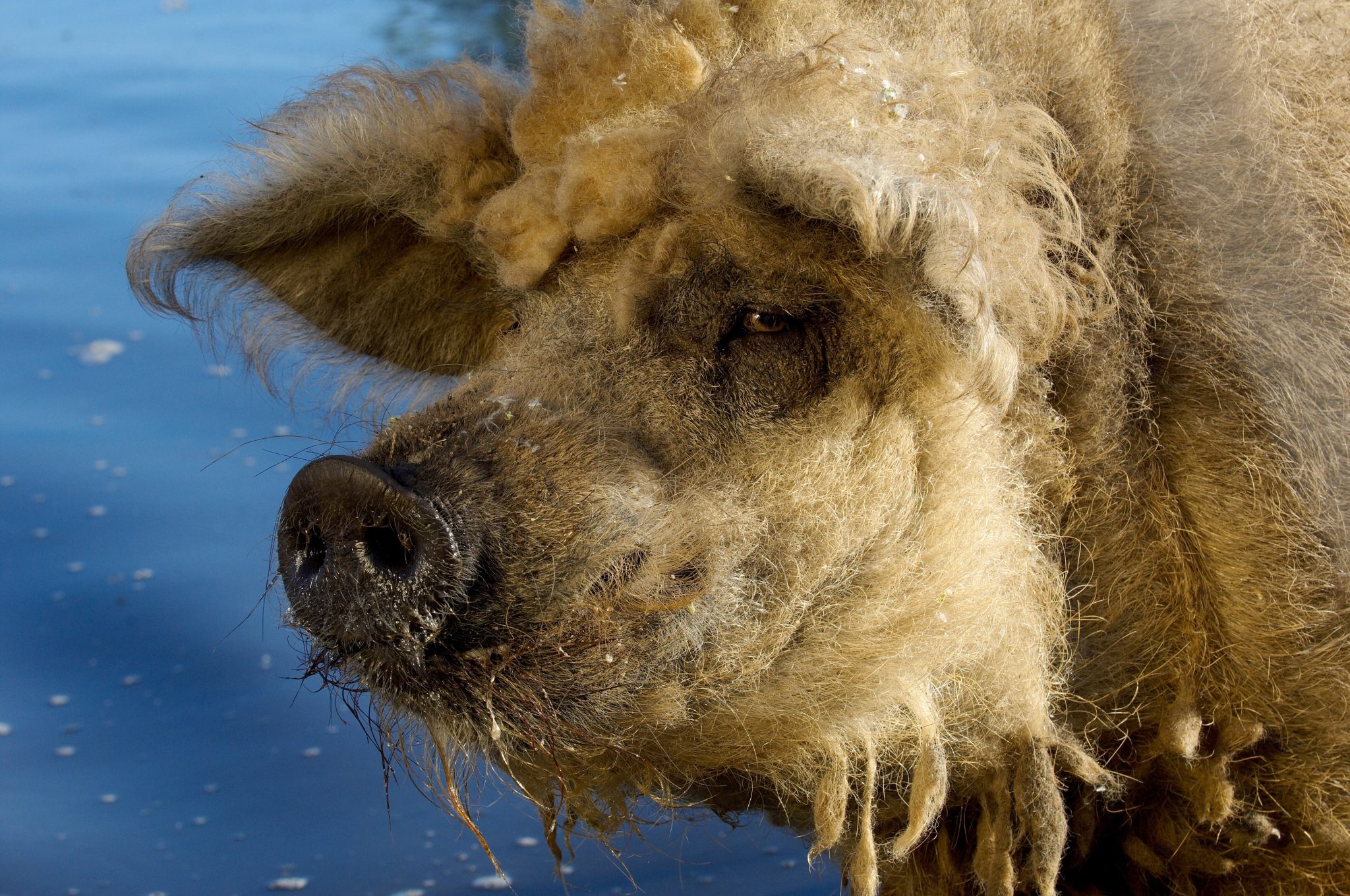 TIERPARK ARCHE WARDER